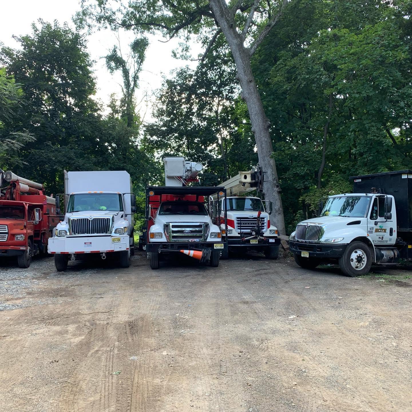 Tree care work in progress in New Jersey